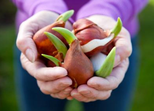 Jak działa dostawa kwiatów kurierem i co zrobić po odbiorze paczki